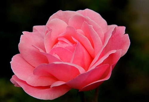 月季花中的神秘七姐妹：永恒的快乐Felicite-Perpetue