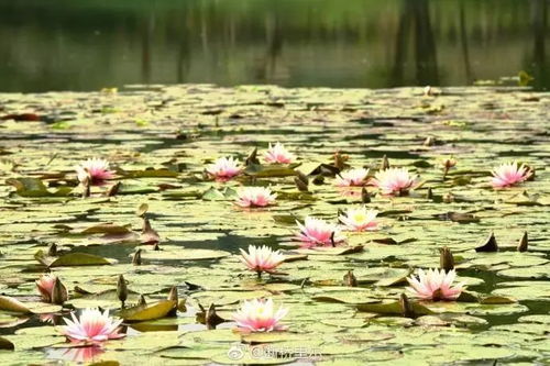 冬天来了睡莲怎么办？