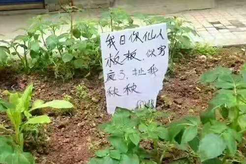 菜菜喷了百草枯，多久能吃？