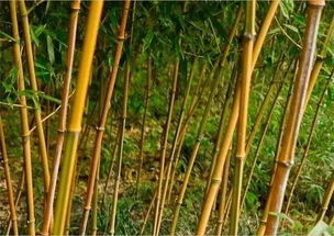 竹子的魅力：大自然的恩赐