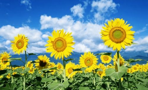 向日葵：阳光的使者