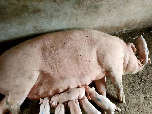 母猪产后不吃食的原因有哪些？