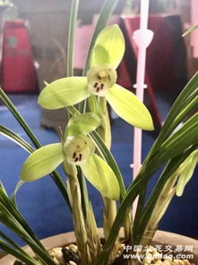 误区1：四季恒温养护