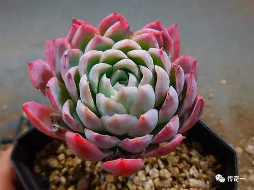夏天多肉浇水原则是什么？夏季多肉植物浇水频率和水量如何控制