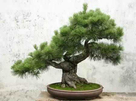 松树的个子，得有十米高吧？