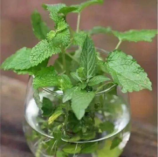 混播蓝花亚麻与白晶菊，景观提升成本低