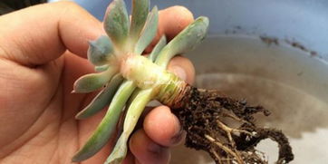 蓝石莲叶子变软的原因及解决办法：