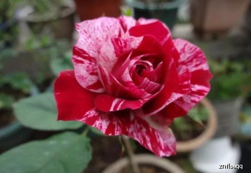 流星雨月季：冷艳的暗黑系女神