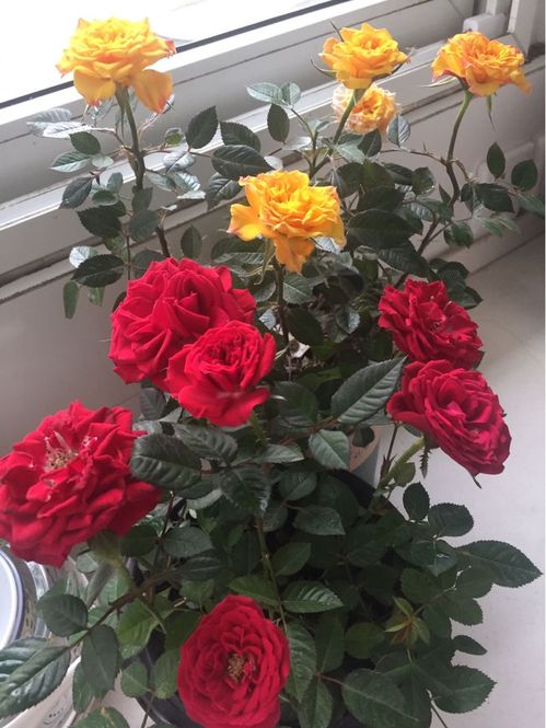 月季对温湿度敏感， 要小心