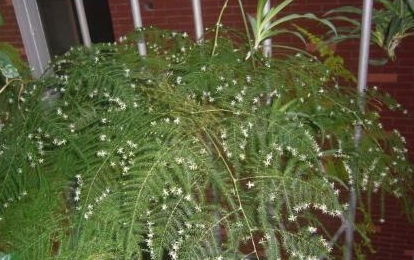 修剪， 时机是关键