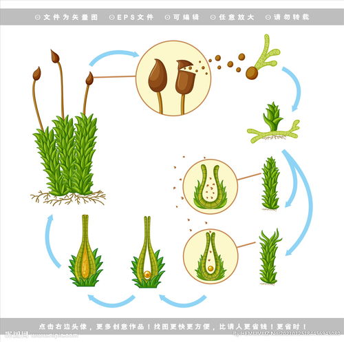 植物的生命智慧：适应与变化