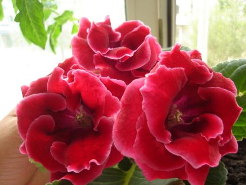 矮生康乃馨：精致生活的点缀