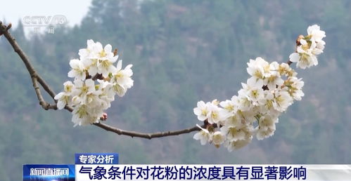 月季培养的温度要求