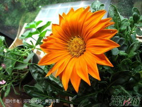 勋章菊什么时候种植最合适？