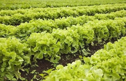 防治方法大公开