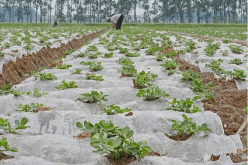 瓜类蔬菜，春日里的阳光宝贝