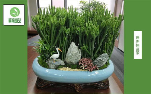 养殖黄鳝的高效技术：花卉爱好者必学的园艺秘诀