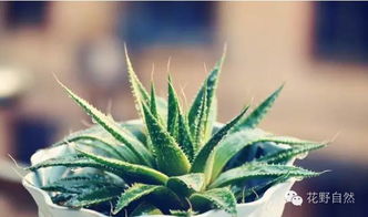 大豹皮花冬天如何浇水？避免水多烂根