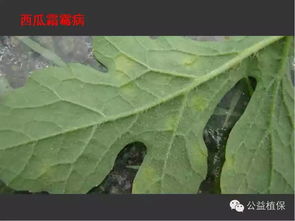 防治霜霉病的具体措施