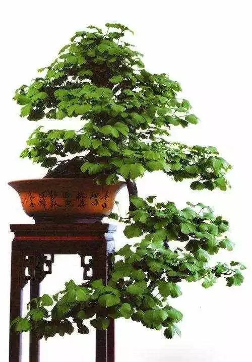 盆栽银杏缺水了吗？