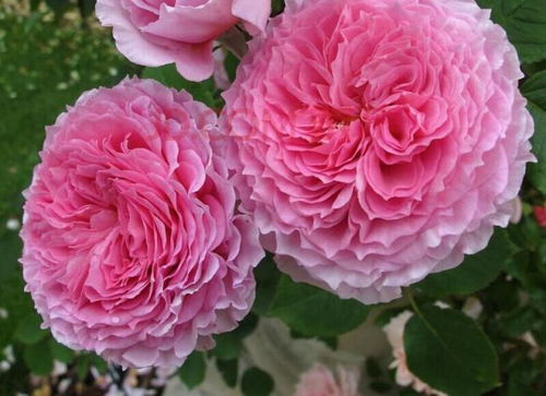 鲍比詹姆斯月季的花期探讨