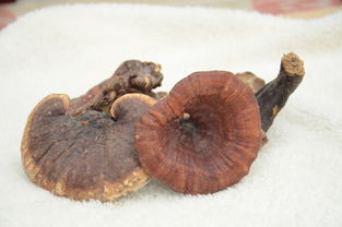 室内养殖灵芝：可行与否？