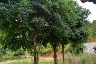 香樟树与樟树的区别