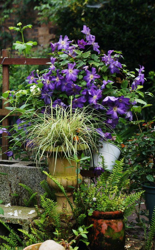 小院时光， 治愈心灵