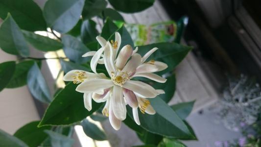 了解人工授粉的重要性