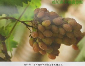 灰霉病与穗轴褐枯病并存