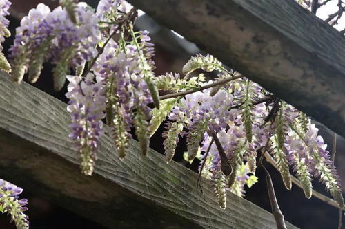 花龄未到，耐心等待