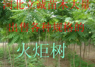 南方地区， 火炬树的乐园