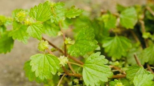 多叶草——那片神奇的绿叶