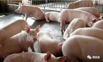 母猪断奶后不发情怎么办？原因分析及养好方法有哪些？