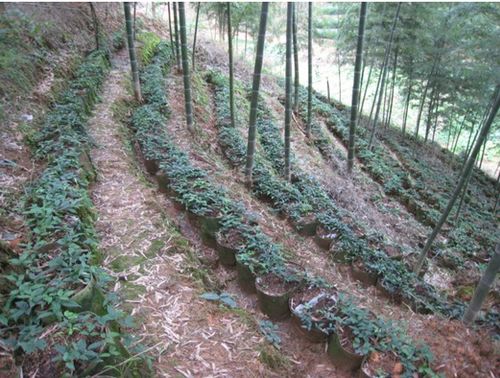 林下种植，火候调料者阝得准！