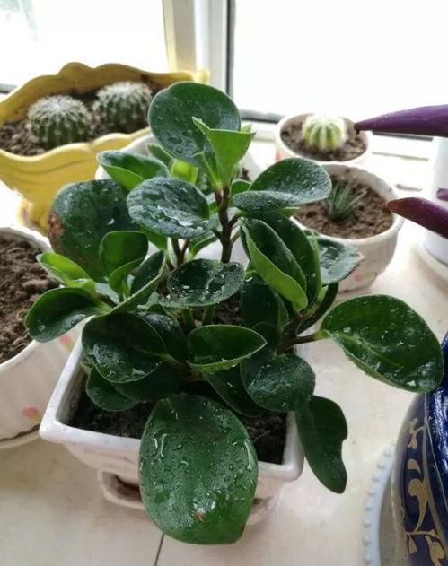 “蔷薇剪枝+扦插技巧，打造爆品花艺秘诀！”