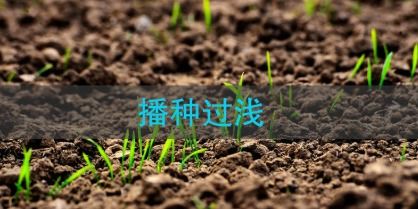 播种深度大揭秘