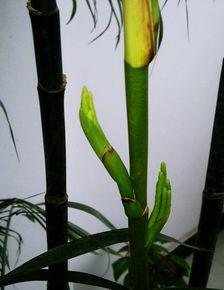 夏威夷椰子过高？巧妙修剪