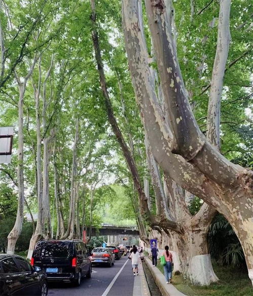 1872年的那棵梧桐树