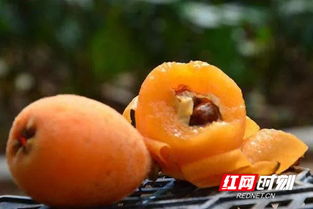 贵妃枇杷在低温环境下的表现