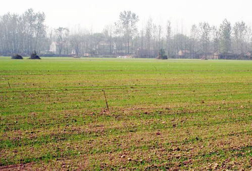 浇水方法与注意事项