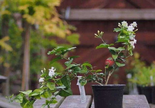 啥是盆栽腊梅，怎么弄个这玩意儿？