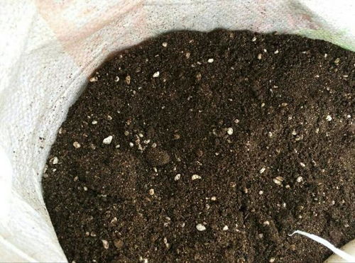 发酵发臭，加两片橙子皮臭味消除90%