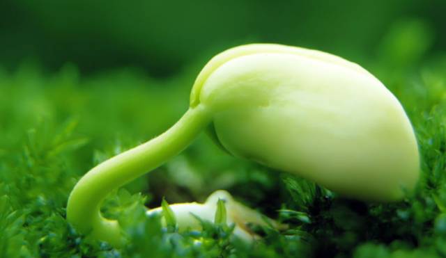 博落回种子泡水3天烂根的无奈