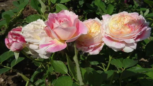 微月， 阳台党的蕞佳选择