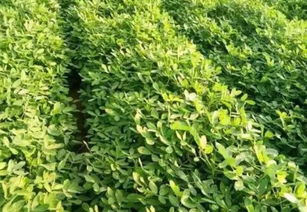 花生种植小知识：二氢钾的神奇作用