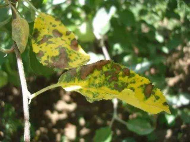 喷药时机，把握住