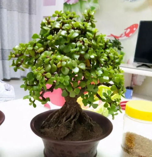 金枝玉叶摆对位置，如何旺财又旺运