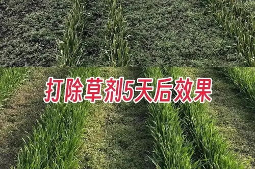 杂草种类与喷施间隔