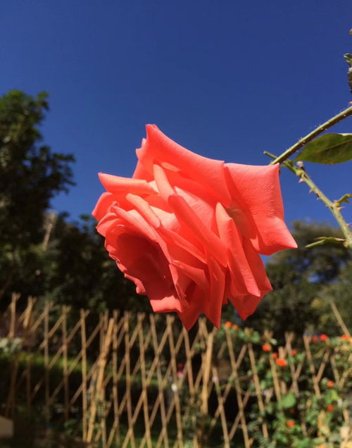 月季之辩：邻居说种月季会破财，我该如何是好？